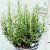 Roznaring ROSMARINUS OFFICINALIS CLT. 1,5