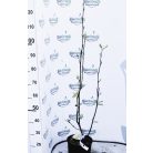 Nagyvirágú liliomfa MAGNOLIA SOULANGEANA CLT. 5