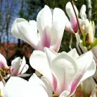 Liliomfa, Nagyvirágú liliomfa / Fehér virágú liliomfa MAGNOLIA SOULANGEANA CLT. 5