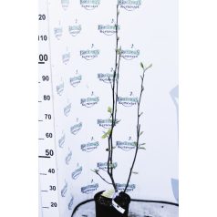 Nagyvirágú liliomfa MAGNOLIA SOULANGEANA CLT. 5