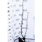 Liliomfa, Nagyvirágú liliomfa / Fehér virágú liliomfa MAGNOLIA SOULANGEANA CLT. 5