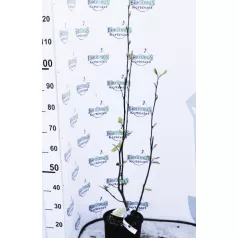   Liliomfa, Nagyvirágú liliomfa / Fehér virágú liliomfa MAGNOLIA SOULANGEANA CLT. 5