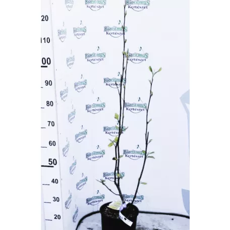 Liliomfa, Nagyvirágú liliomfa / Fehér virágú liliomfa MAGNOLIA SOULANGEANA CLT. 5