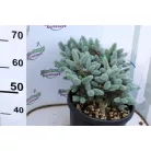Gömb ezüstfenyő Picea pungens Glauca globosa CLT. 15