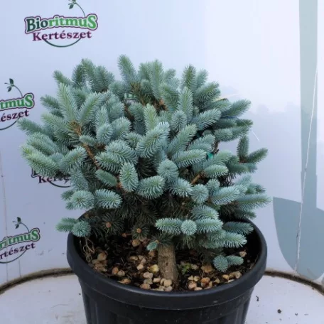 Gömb ezüstfenyő Picea pungens Glauca globosa CLT. 15