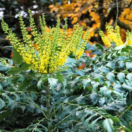Dúsvirágú cserjés mahónia Mahonia x media 'Winter Sun' CLT. 10