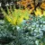 Dúsvirágú cserjés mahónia Mahonia x media 'Winter Sun' CLT. 10