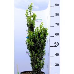 Oszlopos magyal Ilex crenata 'Fastigiata' CLT. 10