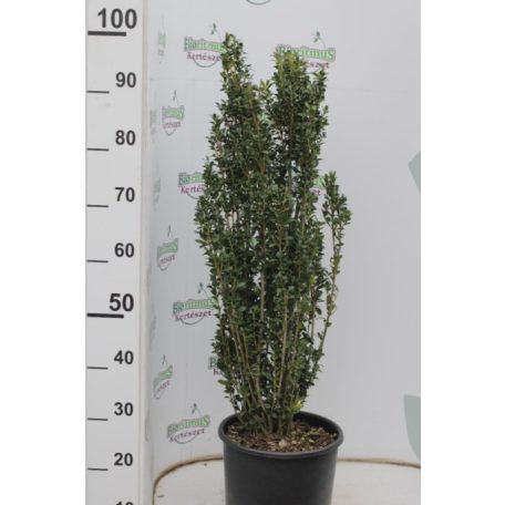 Oszlopos magyal Ilex crenata 'Fastigiata' CLT. 10