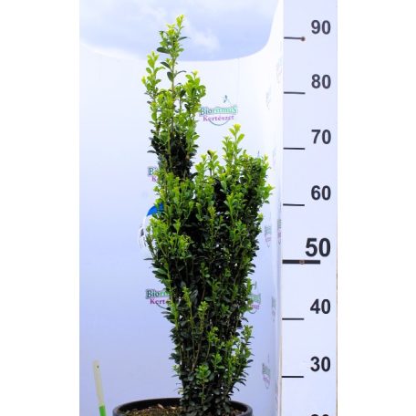 Oszlopos magyal Ilex crenata 'Fastigiata' CLT. 10