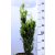Oszlopos magyal Ilex crenata 'Fastigiata' CLT. 10