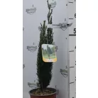 Karcsú olasz ciprus (Karcsú európai ciprus) Cupressus sempervirens TOTEM CLT. 3
