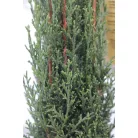 Karcsú olasz ciprus (Karcsú európai ciprus) Cupressus sempervirens TOTEM CLT. 3