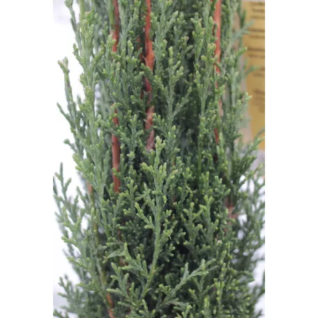 Karcsú olasz ciprus (Karcsú európai ciprus) Cupressus sempervirens TOTEM CLT. 3
