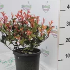 Törpe Korallberkenye PHOTINIA FRASERI Little RED ROBIN (NANA) CLT.3