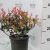 Törpe Korallberkenye PHOTINIA FRASERI Little RED ROBIN (NANA) CLT.3