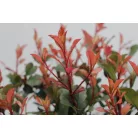 Törpe Korallberkenye PHOTINIA FRASERI Little RED ROBIN (NANA) CLT.3