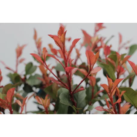 Törpe Korallberkenye PHOTINIA FRASERI Little RED ROBIN (NANA) CLT.3