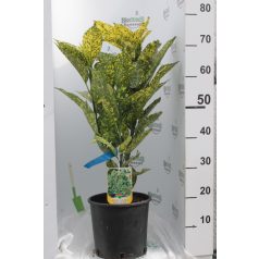   Tarka levelű japán babérsom Aucuba japonica Crotonifolia Gold CLT. 5