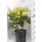 Japán babérsom, tarkalevelű Aucuba japonica Crotonifolia Gold CLT. 10