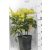 Tarka levelű japán babérsom Aucuba japonica Crotonifolia Gold CLT. 10