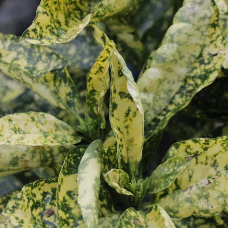 Japán babérsom, tarkalevelű Aucuba japonica Crotonifolia Gold CLT. 10
