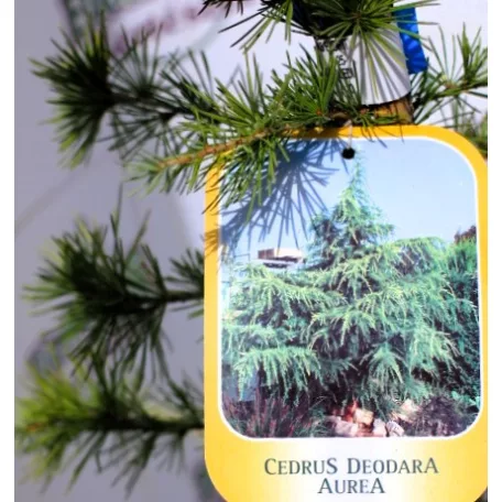 Arany himalájai cédrus / Himalájai aranycédrus Cedrus deodara Aurea CLT. 10