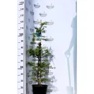Arany himalájai cédrus / Himalájai aranycédrus Cedrus deodara Aurea CLT. 10