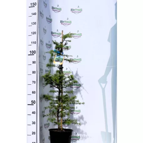 Arany himalájai cédrus / Himalájai aranycédrus Cedrus deodara Aurea CLT. 10