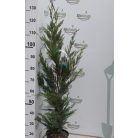 Leylandi ciprus CUPRESSOCYPARIS LEYLANDII CLT. 3