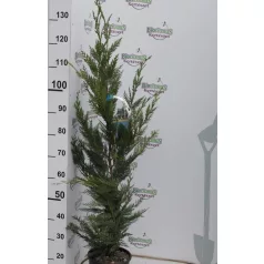 Leylandi ciprus CUPRESSOCYPARIS LEYLANDII CLT. 3