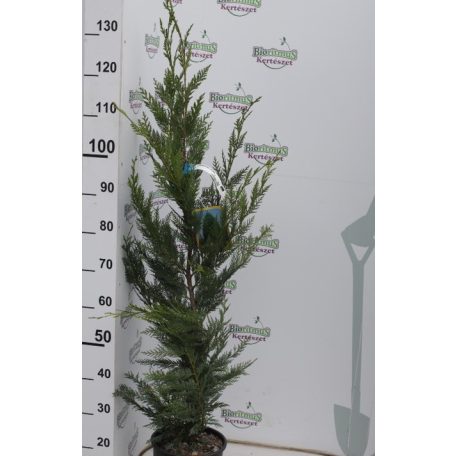 Leylandi ciprus CUPRESSOCYPARIS LEYLANDII CLT. 3