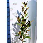 Örökzöld nagyvirágú magnólia (fehér) Magnolia grandiflora 'Gallisoniensis' CLT. 12 80/100