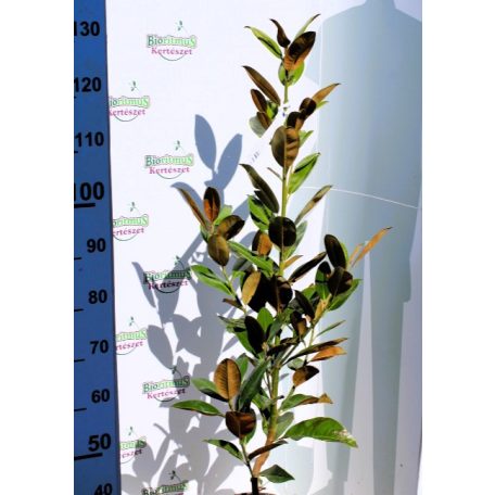 Örökzöld nagyvirágú magnólia (fehér) Magnolia grandiflora 'Gallisoniensis' CLT. 12 80/100