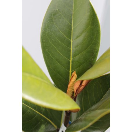 Örökzöld nagyvirágú magnólia (fehér) Magnolia grandiflora 'Gallisoniensis' CLT. 12 80/100
