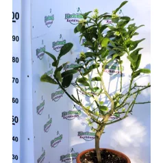 CITRUS MEDICA (CEDRO) MANO DI BUDDA LV 1