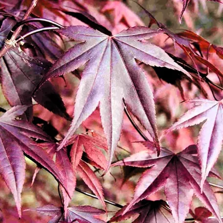 Bordó levelű japán juhar Acer palmatum Bloodgood CLT. 18