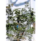 Bordó levelű japán juhar Acer palmatum Bloodgood CLT. 18