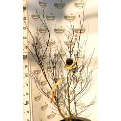 Bordó levelű japán juhar Acer palmatum Bloodgood CLT. 18