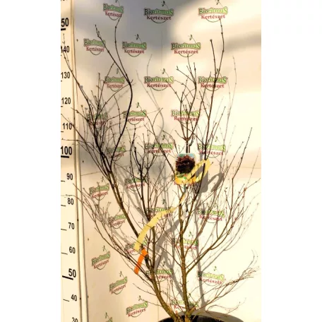 Bordó levelű japán juhar Acer palmatum Bloodgood CLT. 18