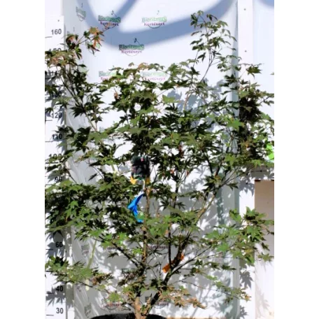 Bordó levelű japán juhar Acer palmatum Bloodgood CLT. 18