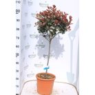 Törpe Korallberkenye fácska PHOTINIA FRASERI Little RED ROBIN (NANA) LV 9 MINI STANDARD
