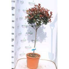   Törpe Korallberkenye fácska PHOTINIA FRASERI Little RED ROBIN (NANA) LV 9 MINI STANDARD