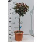 Törpe Korallberkenye fácska PHOTINIA FRASERI Little RED ROBIN (NANA) LV 9 MINI STANDARD