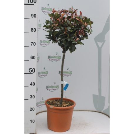 Törpe Korallberkenye fácska PHOTINIA FRASERI Little RED ROBIN (NANA) LV 9 MINI STANDARD