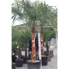   Kenderpálma (metszett törzsű) 150 cm TM Chamaerops excelsa (Trachycarpus fortunei) TR.150 LEVIGATO