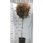 Törpe Korallberkenye törzses PHOTINIA FRASERI Little RED ROBIN (NANA) CLT.18 HALF STANDARD