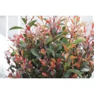 Törpe Korallberkenye törzses PHOTINIA FRASERI Little RED ROBIN (NANA) CLT.18 HALF STANDARD