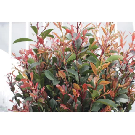 Törpe Korallberkenye törzses PHOTINIA FRASERI Little RED ROBIN (NANA) CLT.18 HALF STANDARD