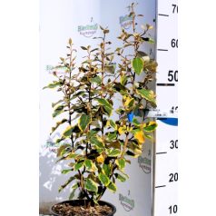   Széleslevelű tarka ezüstfa ELAEAGNUS EBBINGEI VIVELEG (R) CLT. 3